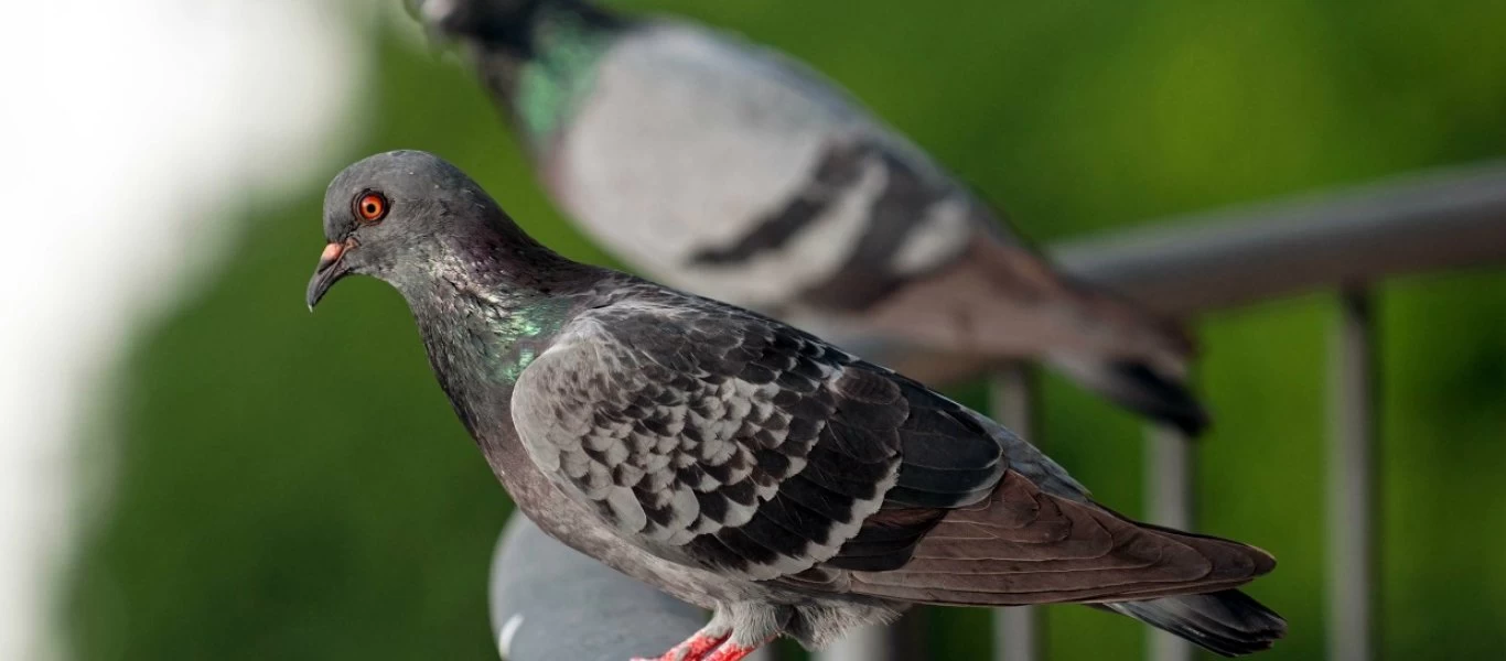 Κι όμως συμβαίνει: Πληρώνουν ανθρώπους να τρομάζουν περιστέρια για μια φωτογραφία στο Instagram (φωτο)
